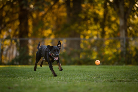 Dog chasing a ball