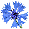 bleuet fleurs jomélo
