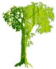 arbre vert jomélo