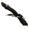cormoran jomelo