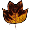 feuille jomélo chêne canadien