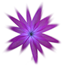 fleur violette jomélo