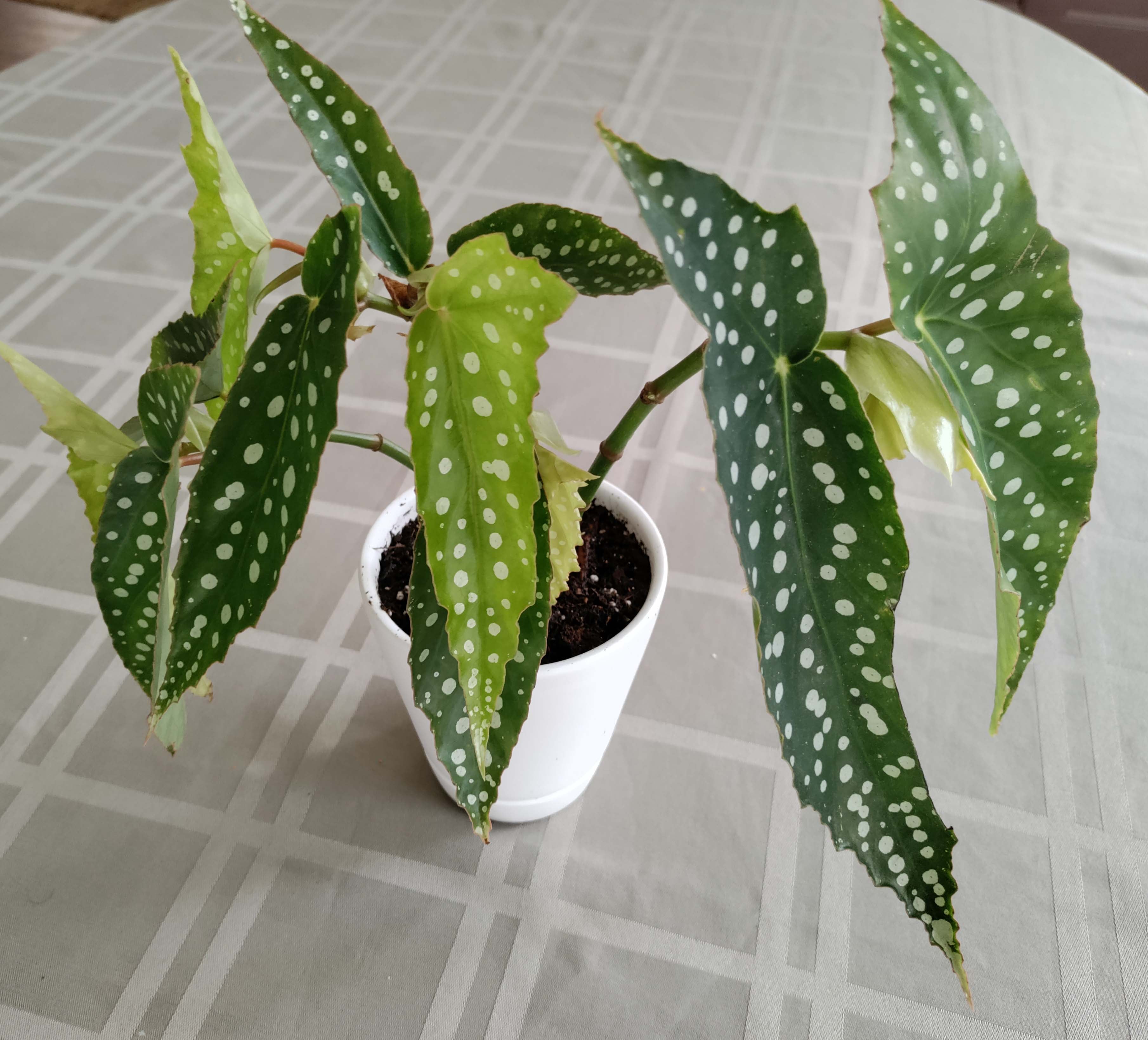 Begonia 'My Special Angel' - polka dot begonia – Upper Place Gardens