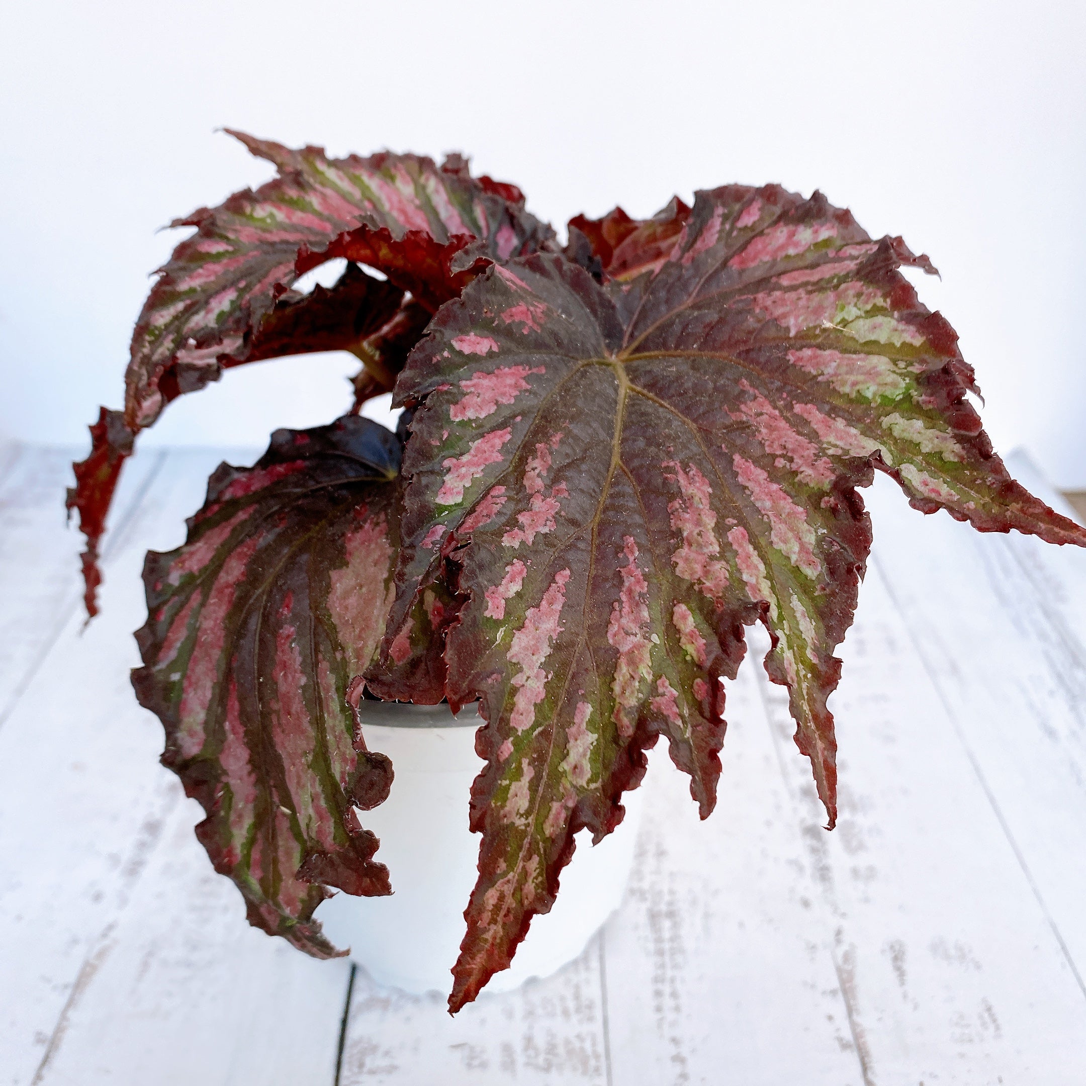 Begonia – La Cazaplantas