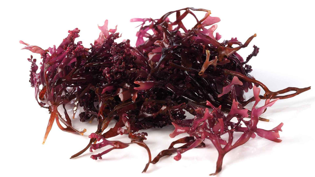 Rotalge Chondrus Cripsus, auch Sea Moss genannt