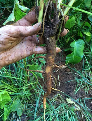 freshly dug yellow dock root