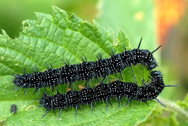 Butterfly caterpillars on nettles