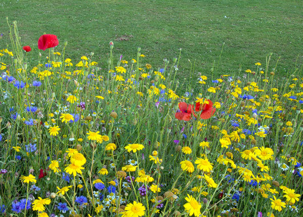 Wildflowers blooming in a garden border