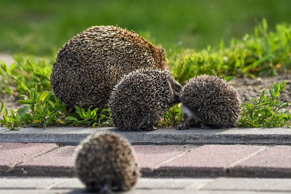 Hedgehog family, mother with three hoglets