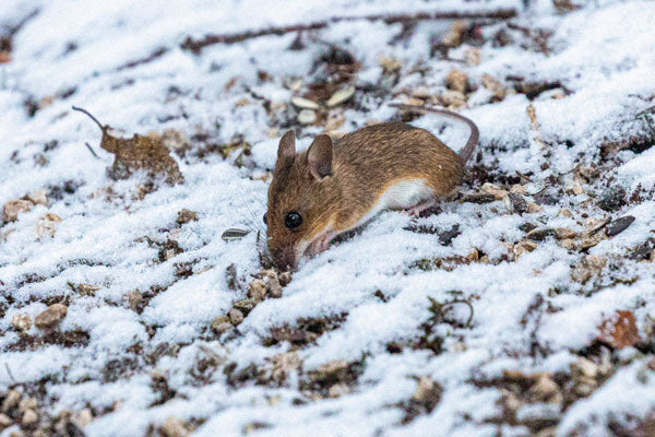 Mice are active all year round. This ones eating in the snow