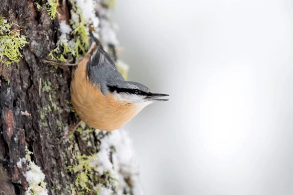 Nuthatch vin winter