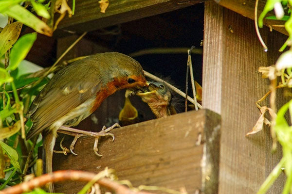 Robin feeding its young in a nest box