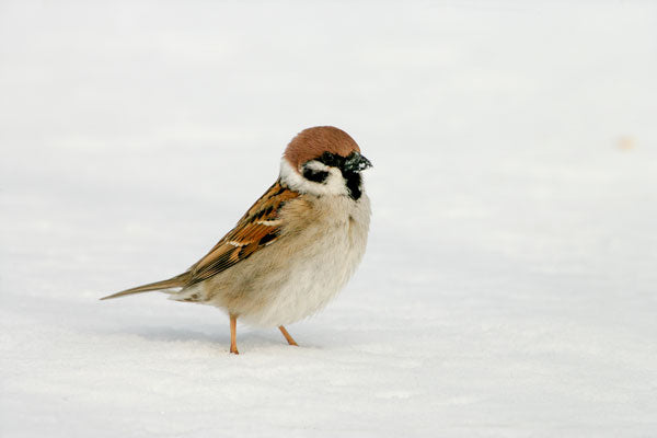 Birds do feel the cold but their feet rarely freeze