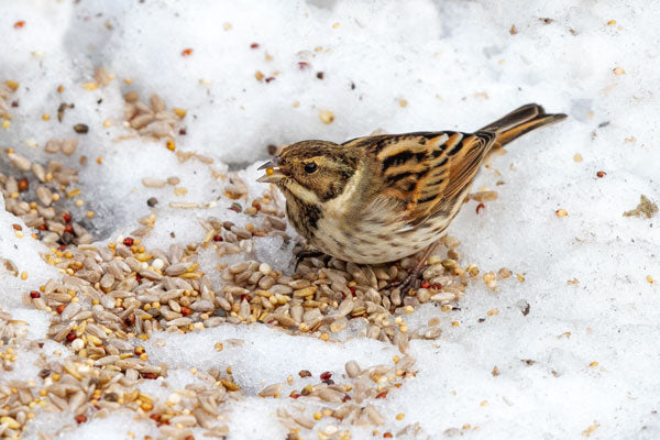 Reed bunting eating bird food in winter snow