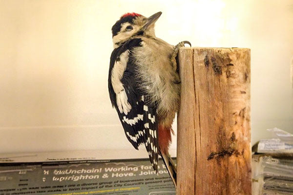 A rescued woodpecker holding onto a piece of wood