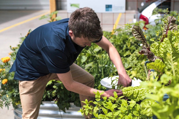 Wicking bed industrial areas foodcube man gardening