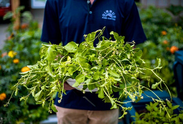 Wicking bed industrial areas foodcube vegetables growth