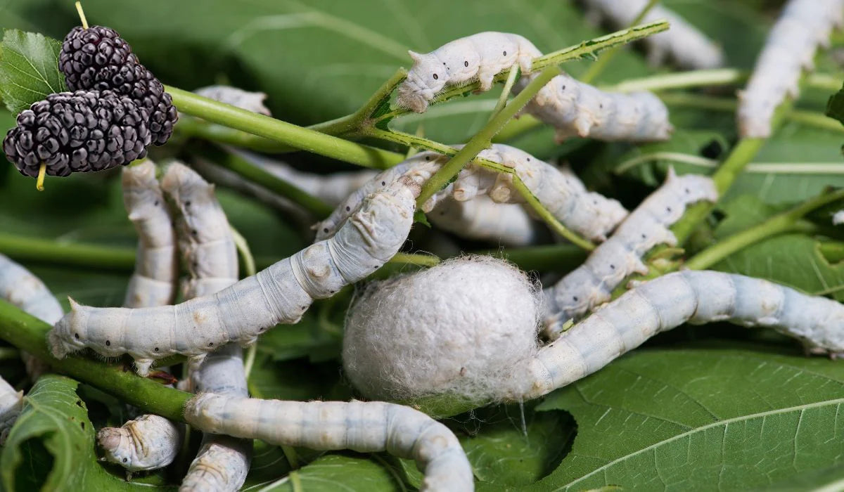 Is Mulberry Silk Real Silk?
