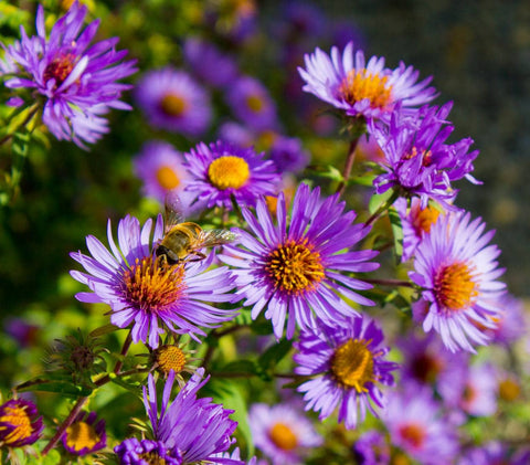 Asters Mauves