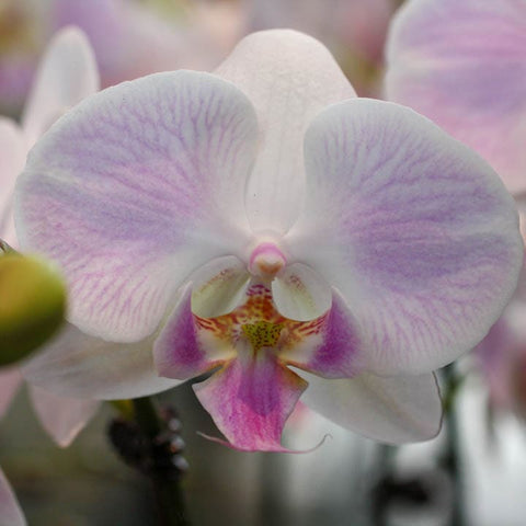 Voici pourquoi il faut mettre vos orchidées dans des pots transparents !
