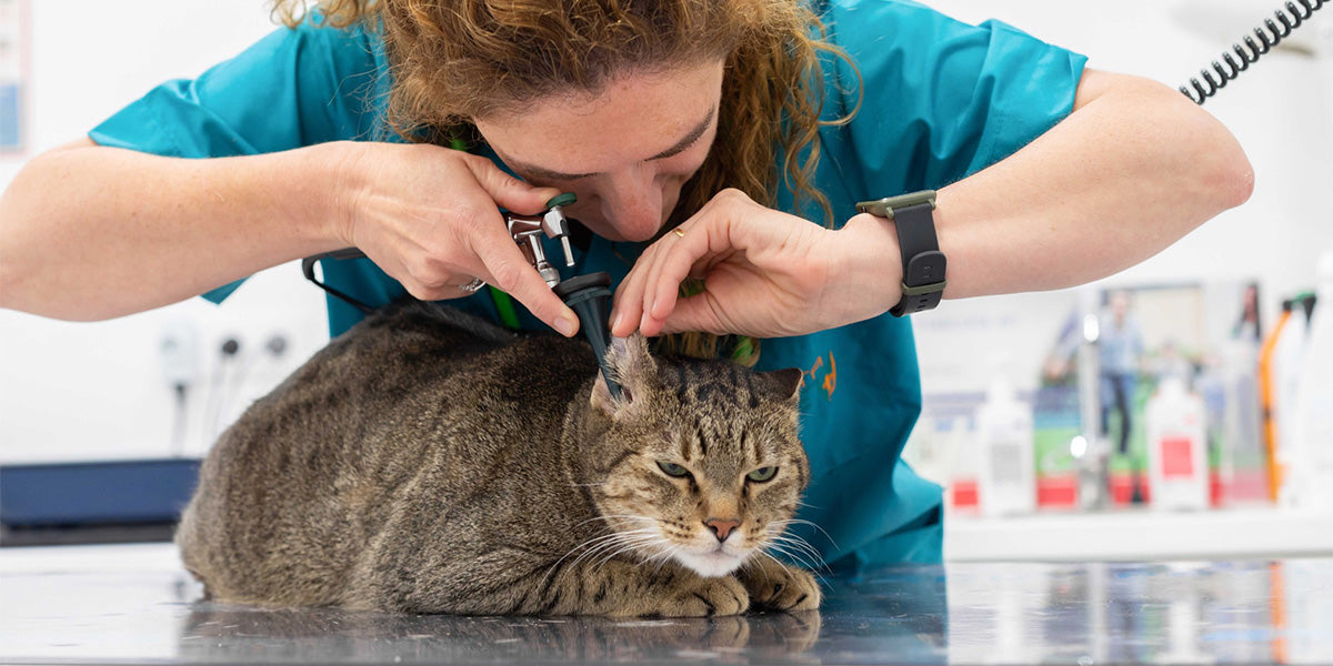 visita rutinaria al veterinario de un gato