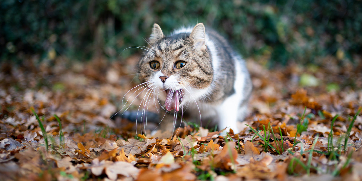 gato vomitando