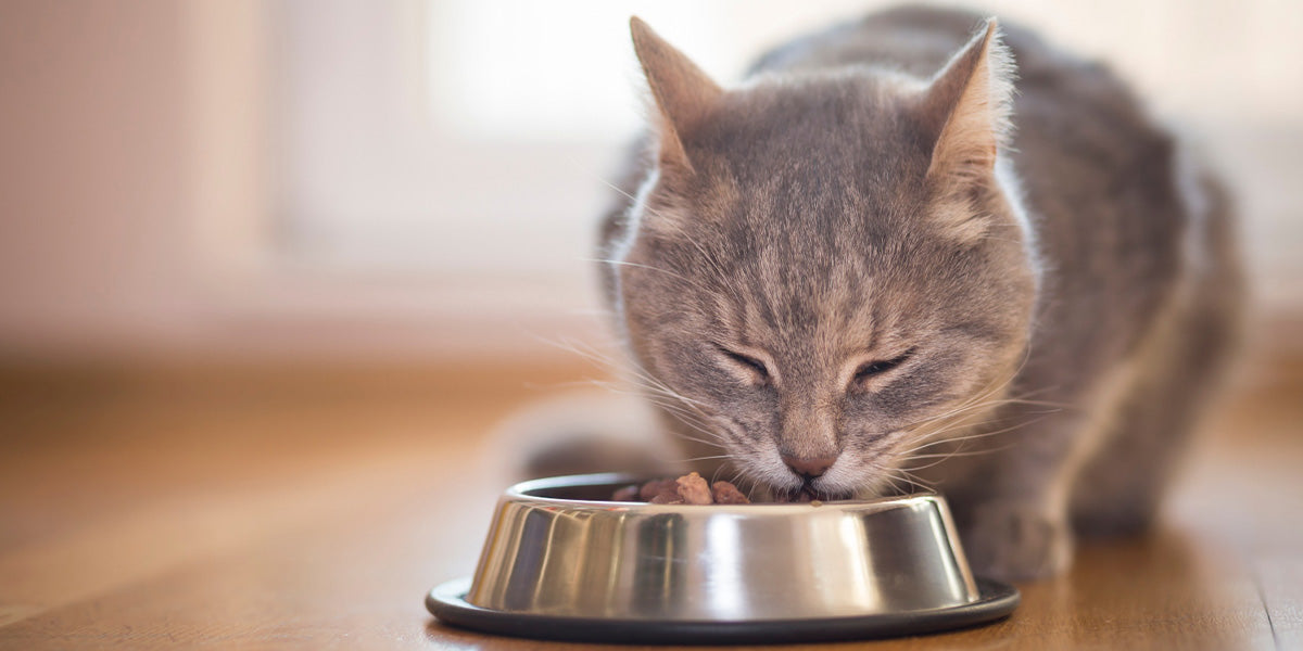 gato adulto comiendo