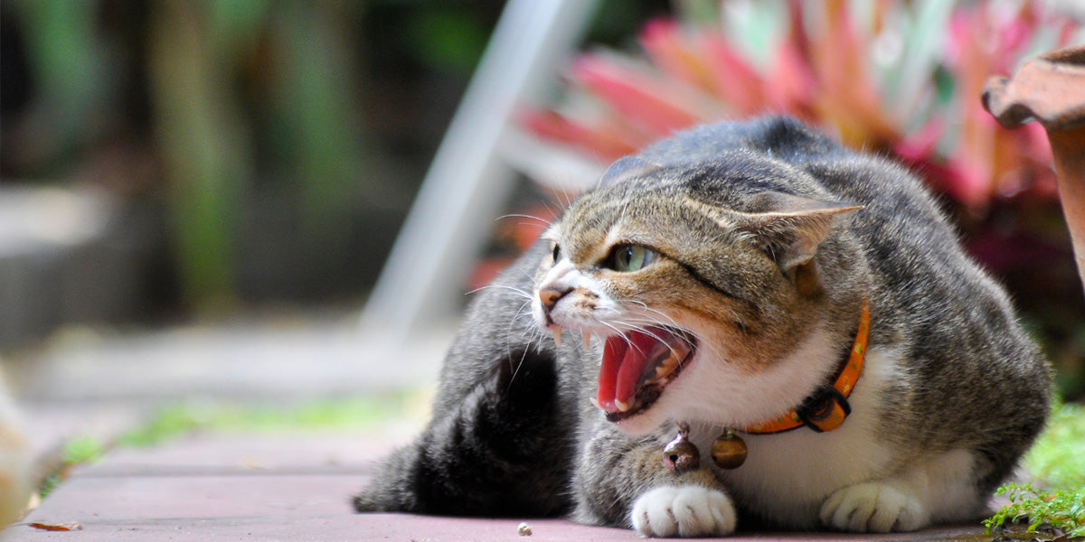 un gato furioso agresivo