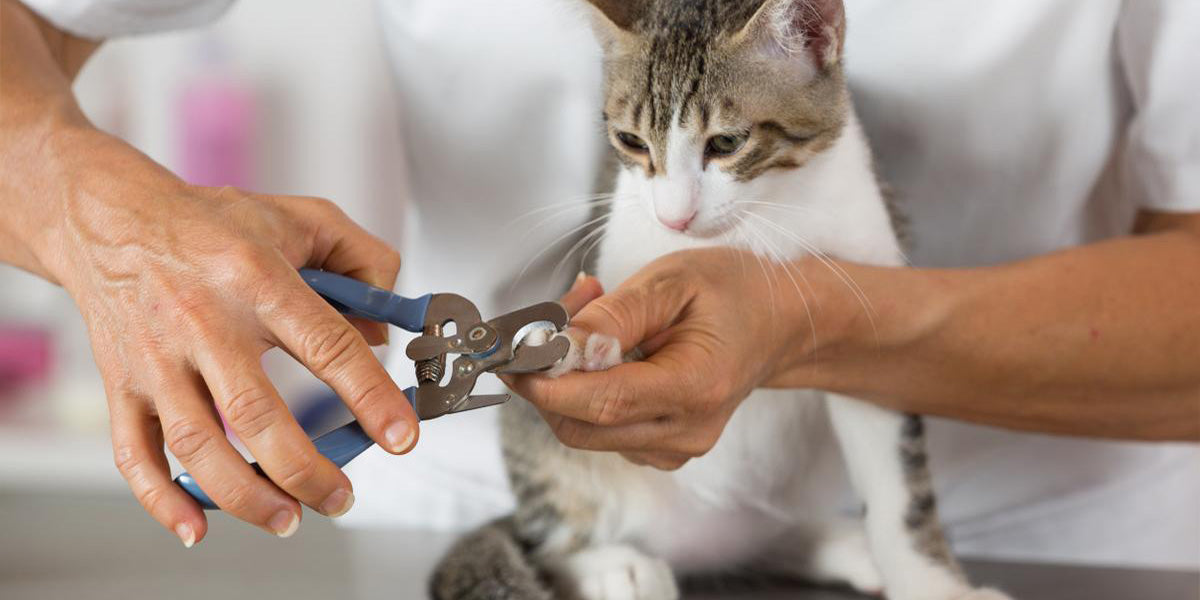 cortando las uñas de un gato