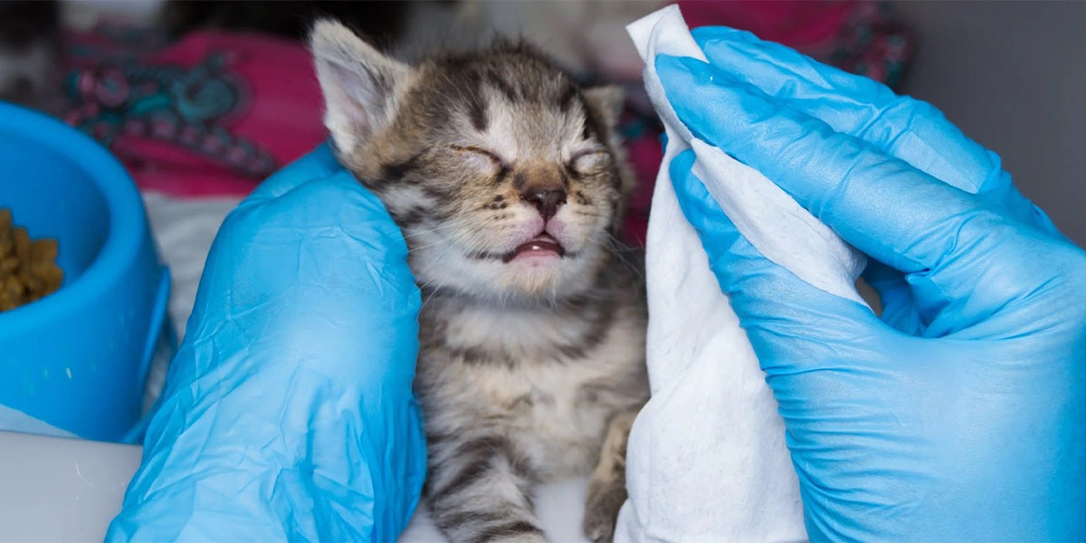 limpieza de ojos de un gatito