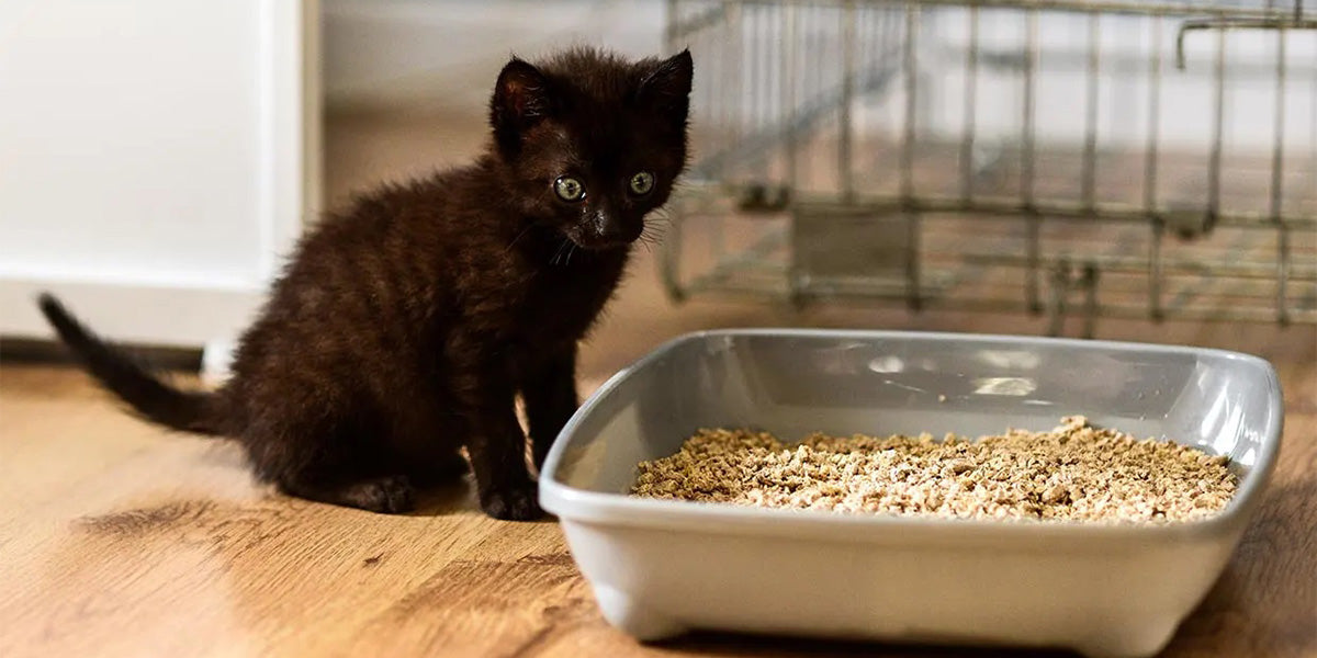 gatito negro y arenero