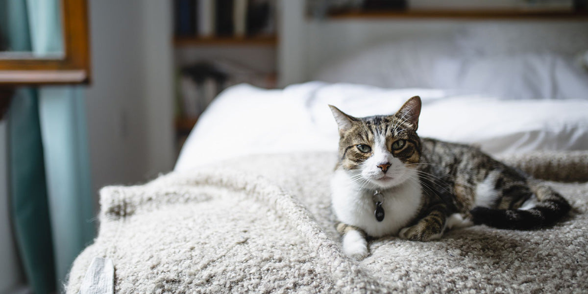 un gato durmiendo en una cama