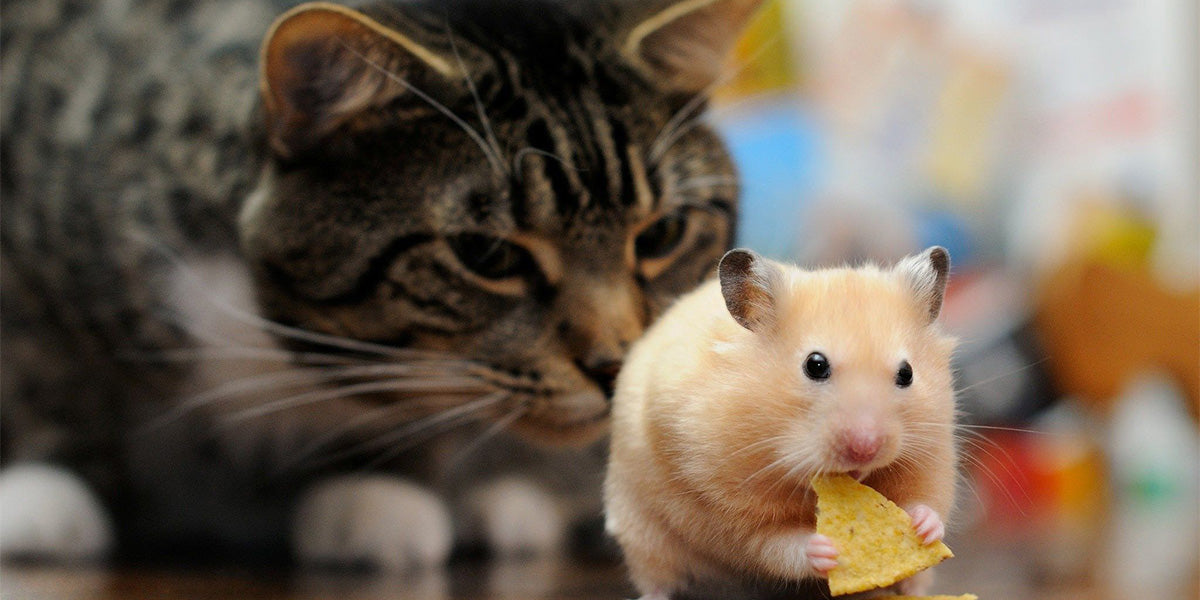 un gato con un hamster