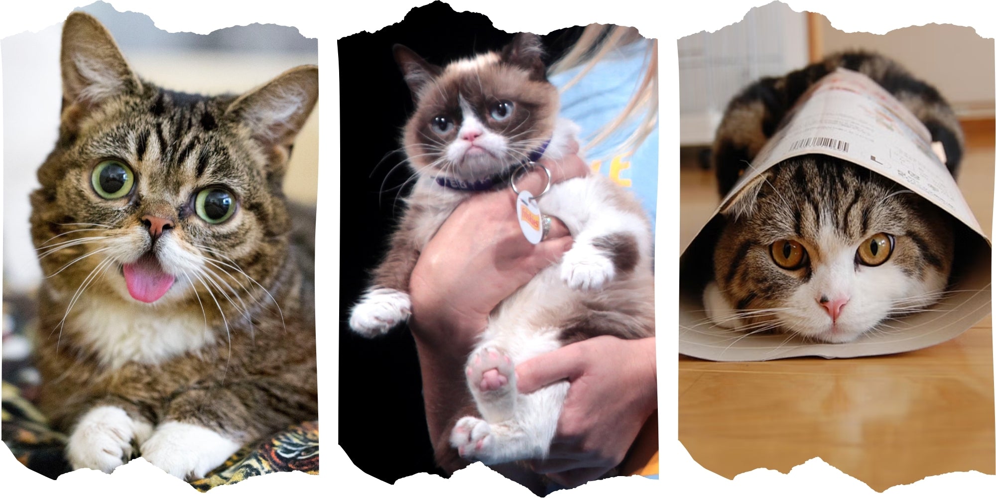 collage de fotos de Grumpy Cat, Lil Bub, Maru
