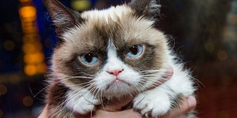 grumpy cat