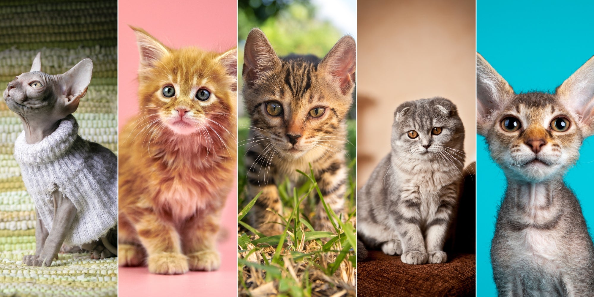 collage de razas de gatos