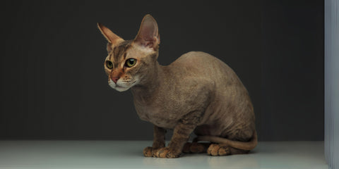 gato peterbald