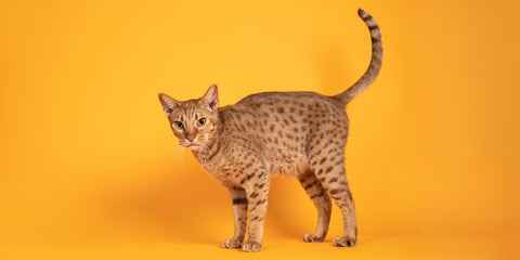 gato ocicat