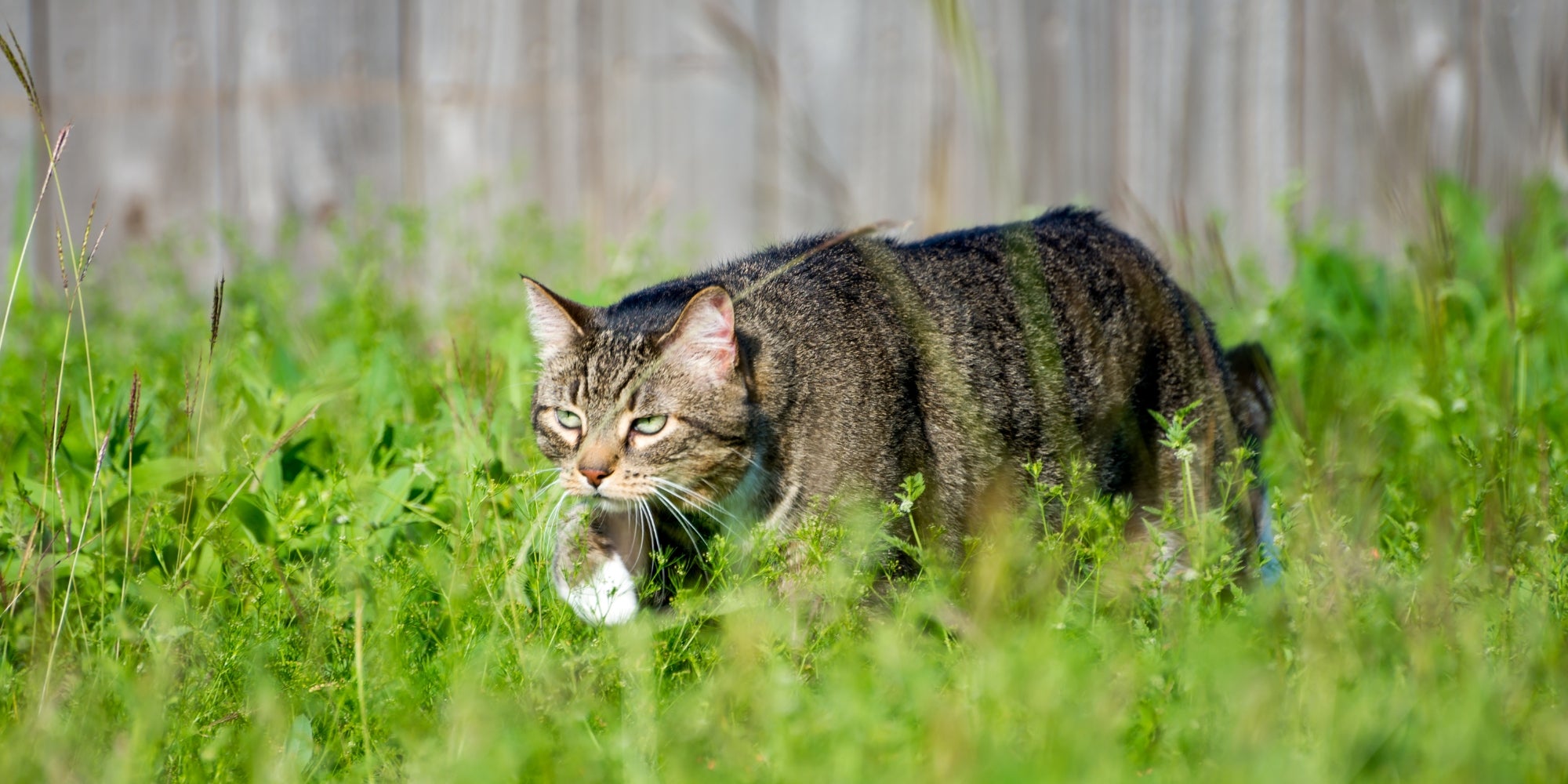 un gato cazando