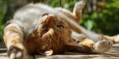 un gato naranja relajado