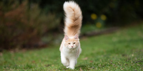 un gato con la cola esponjosa