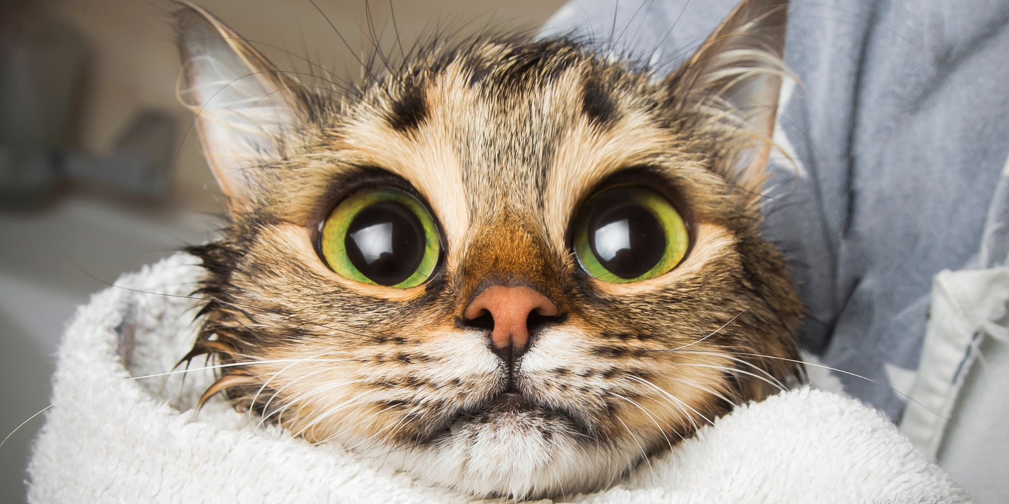 un gato con ojos grandes