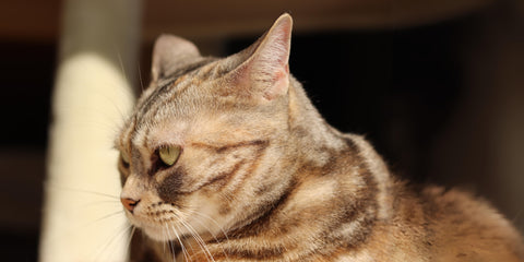 un gato con la orejas hacia atras