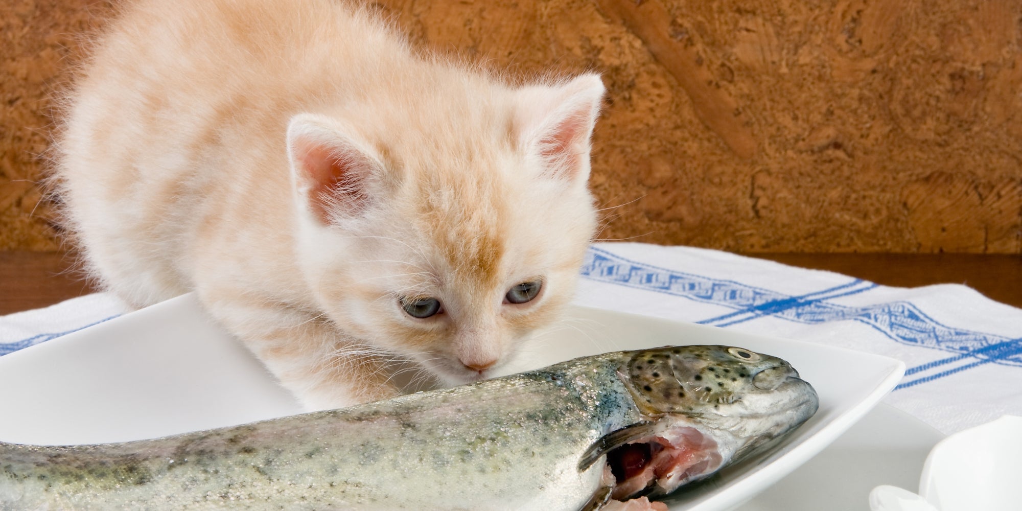 un gatito mirando un pescado