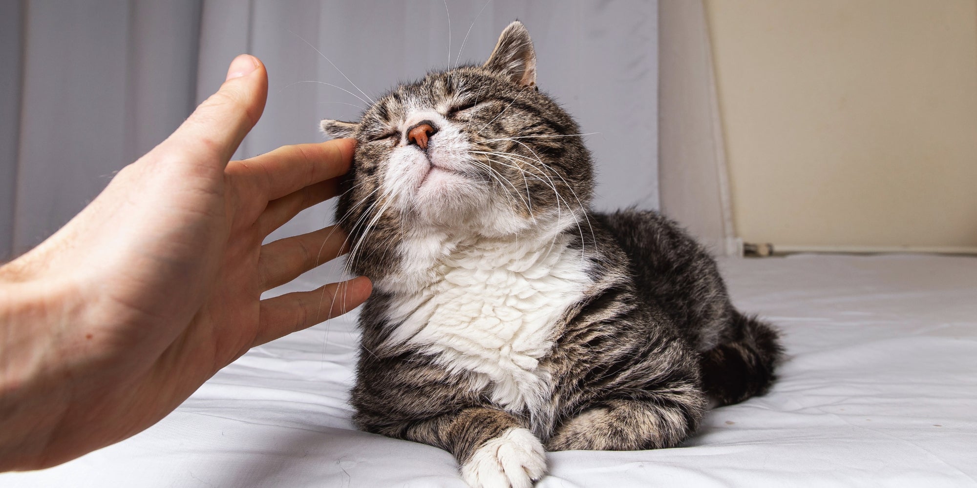 un gato ronroneando mientras es acariciado por una mano humana