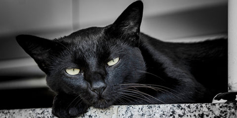 un gato negro alerta y relajado