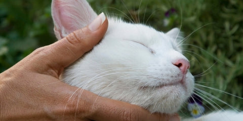 un gato blanco ronroneando