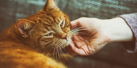 un gato naranja acariciado