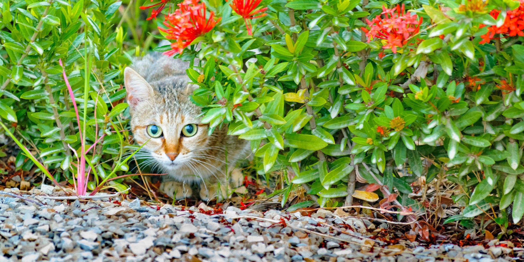 un gato explorando un jardin