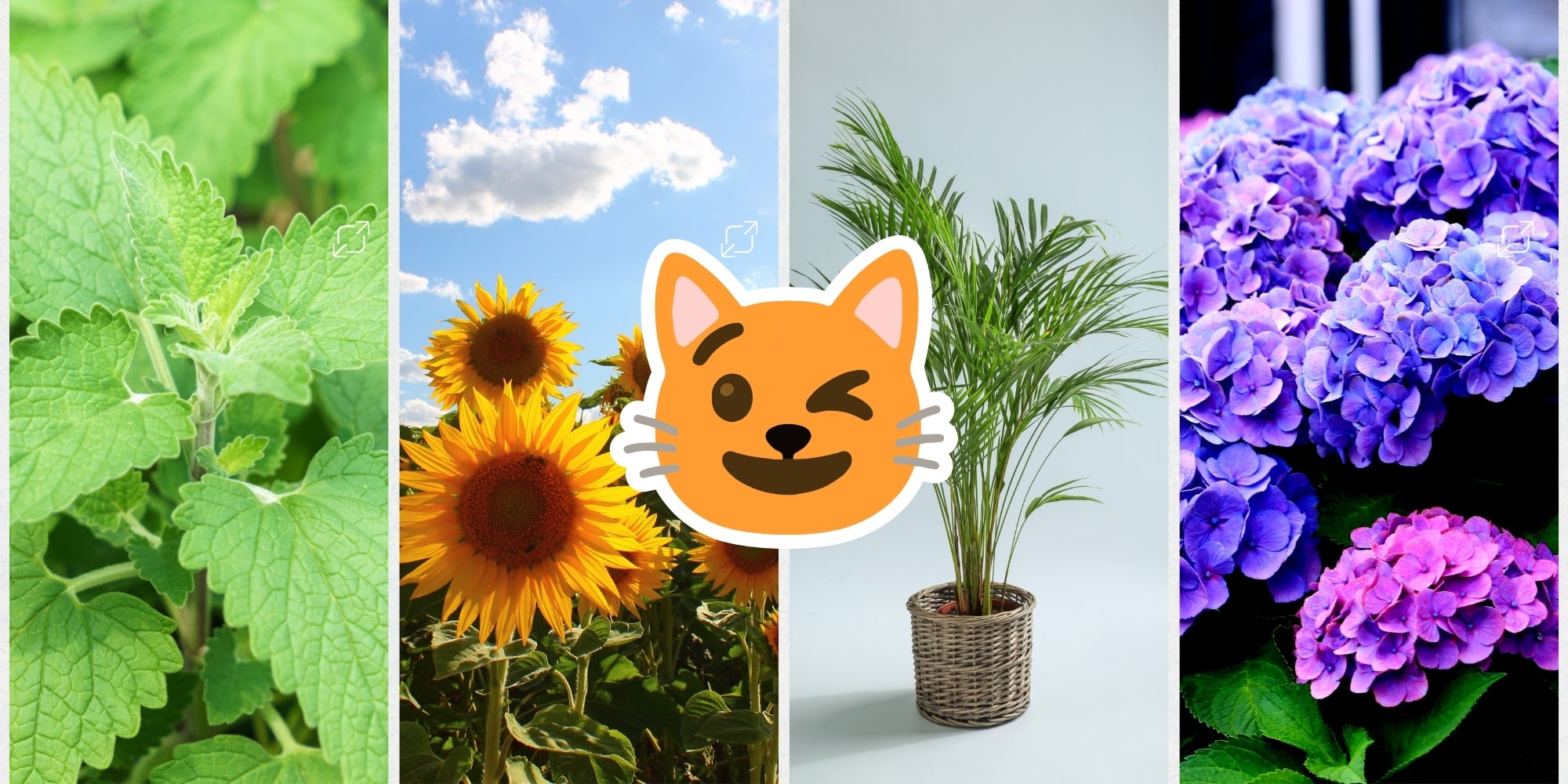 Plantas Seguras para Gatos